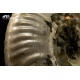 Ammonite Cleoniceras besaiei