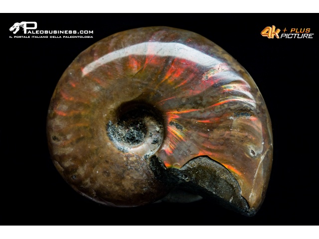 Ammonite Streaming Eng - Ammonite Watch The New Trailer ...