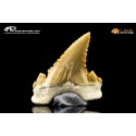 Dente di Palaeocarcharodon orientalis