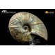 Ammonite Cleoniceras besaiei
