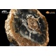 Legno fossile silicizzato (opale xiloide)