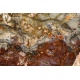 Legno fossile silicizzato (opale xiloide)