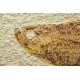 Knightia eocena