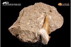 Dente fossile di Otodus Obliquus (In Matrice)