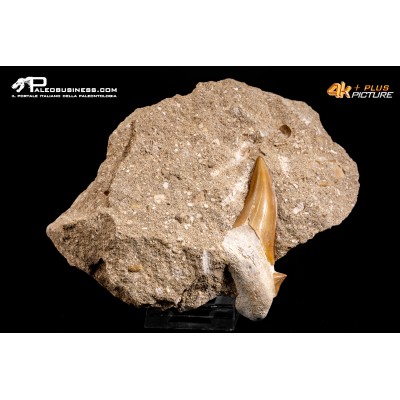 Dente fossile di Otodus Obliquus (In Matrice)