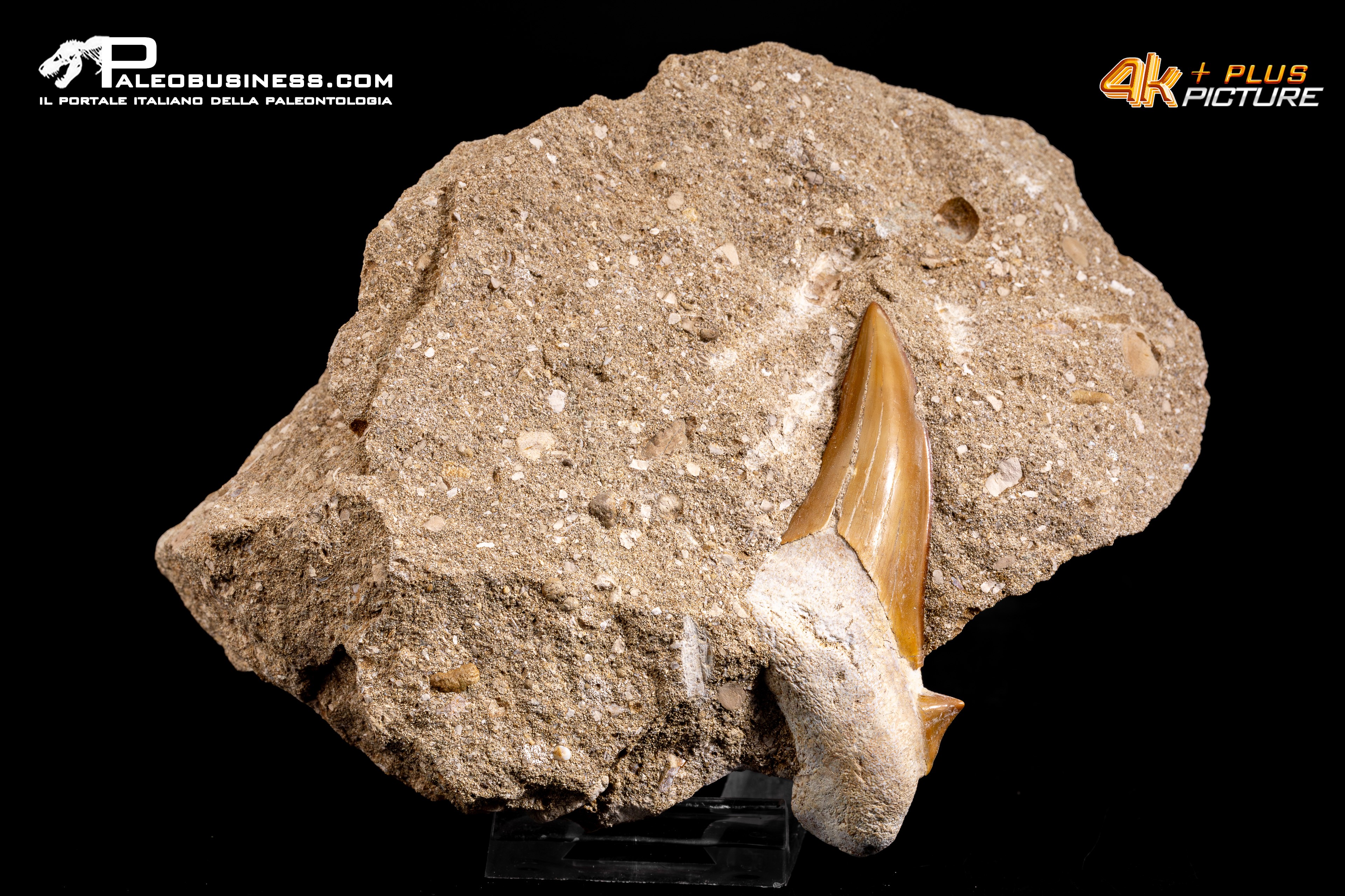 Dente fossile di Otodus Obliquus (In Matrice)