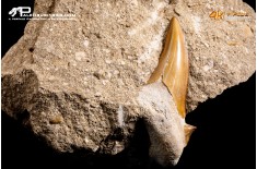 Dente fossile di Otodus Obliquus (In Matrice)