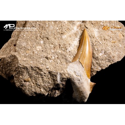 Dente fossile di Otodus Obliquus (In Matrice)