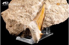 Dente fossile di Otodus Obliquus (In Matrice)