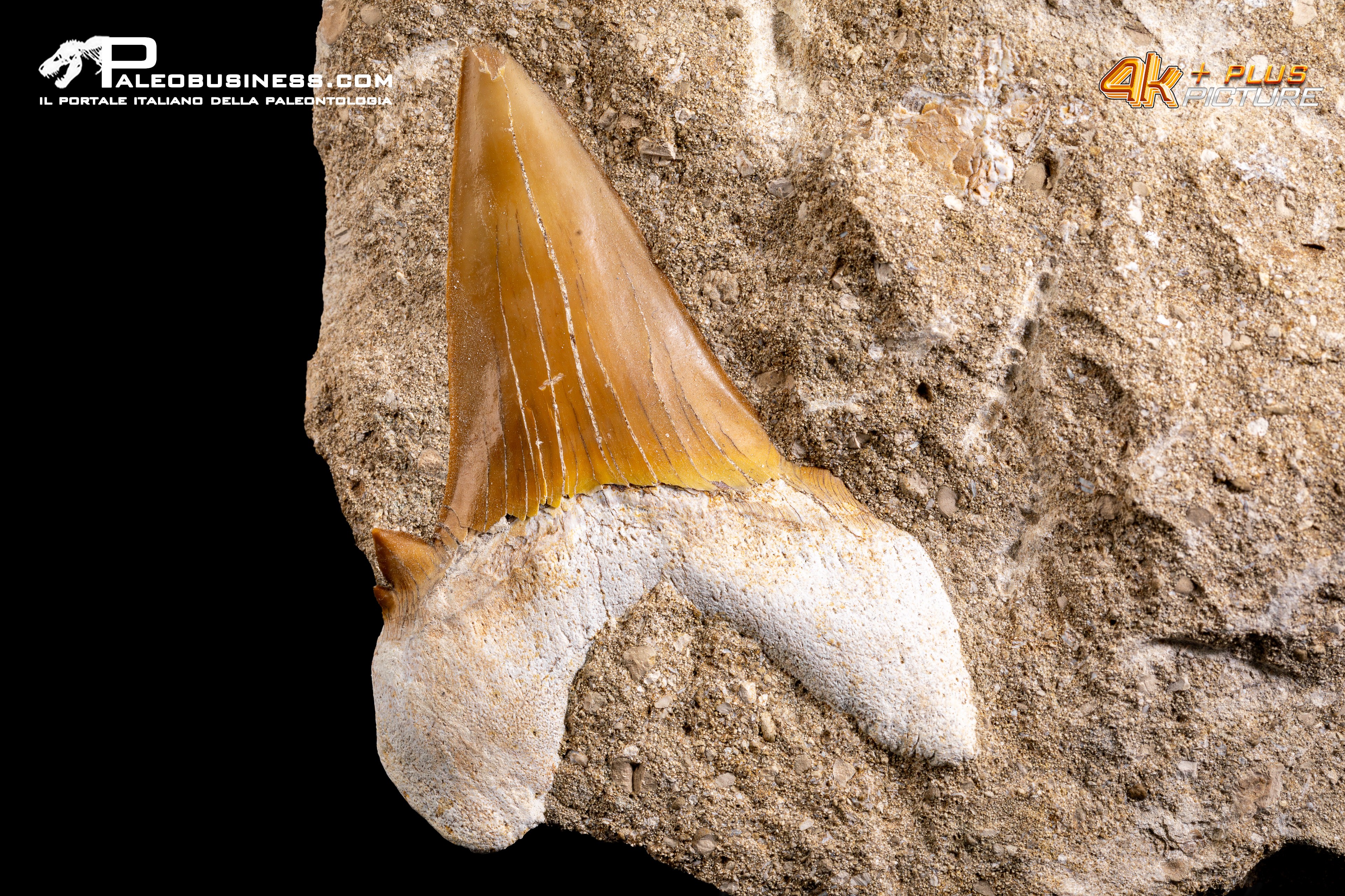 Dente fossile di Otodus Obliquus (In Matrice)