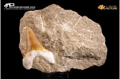 Dente fossile di Otodus Obliquus (In Matrice)