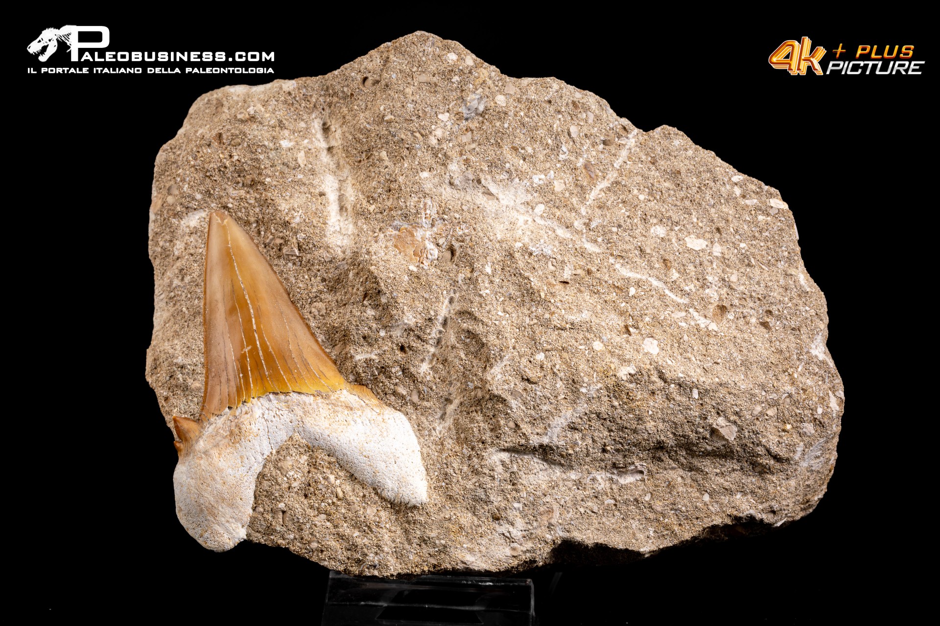 Dente fossile di Otodus Obliquus (In Matrice)