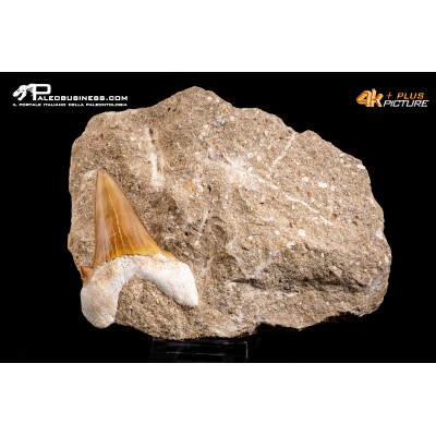Dente fossile di Otodus Obliquus (In Matrice)