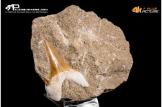 Dente fossile di Otodus Obliquus (In Matrice)