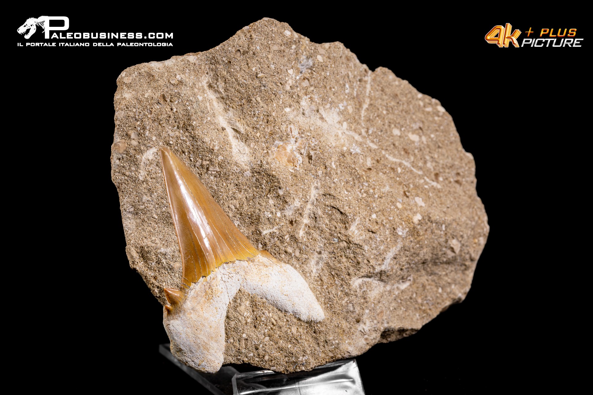 Dente fossile di Otodus Obliquus (In Matrice)