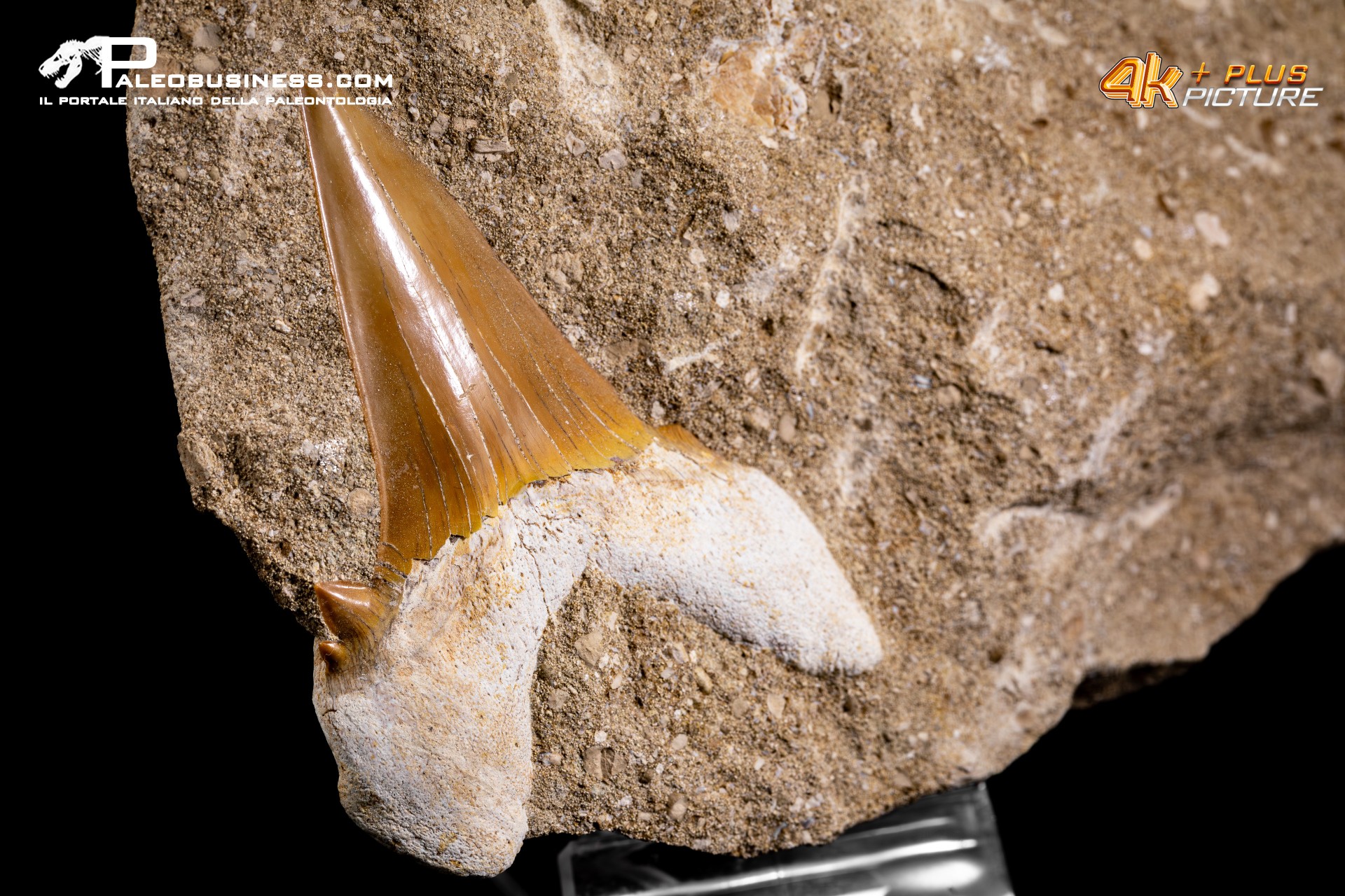 Dente fossile di Otodus Obliquus (In Matrice)