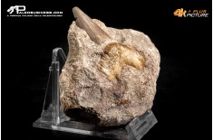 Dente fossile di Otodus Obliquus (In Matrice)