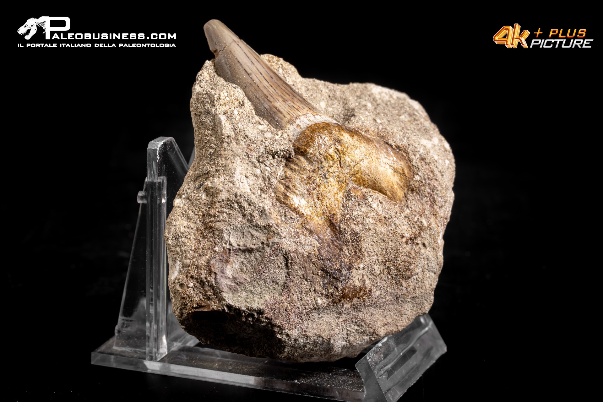 Dente fossile di Otodus Obliquus (In Matrice)
