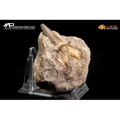 Dente fossile di Otodus Obliquus (In Matrice)