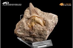 Dente fossile di Otodus Obliquus (In Matrice)