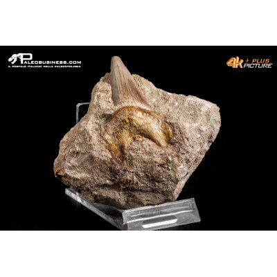Dente fossile di Otodus Obliquus (In Matrice)