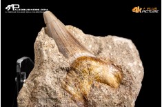 Dente fossile di Otodus Obliquus (In Matrice)