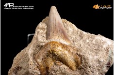 Dente fossile di Otodus Obliquus (In Matrice)