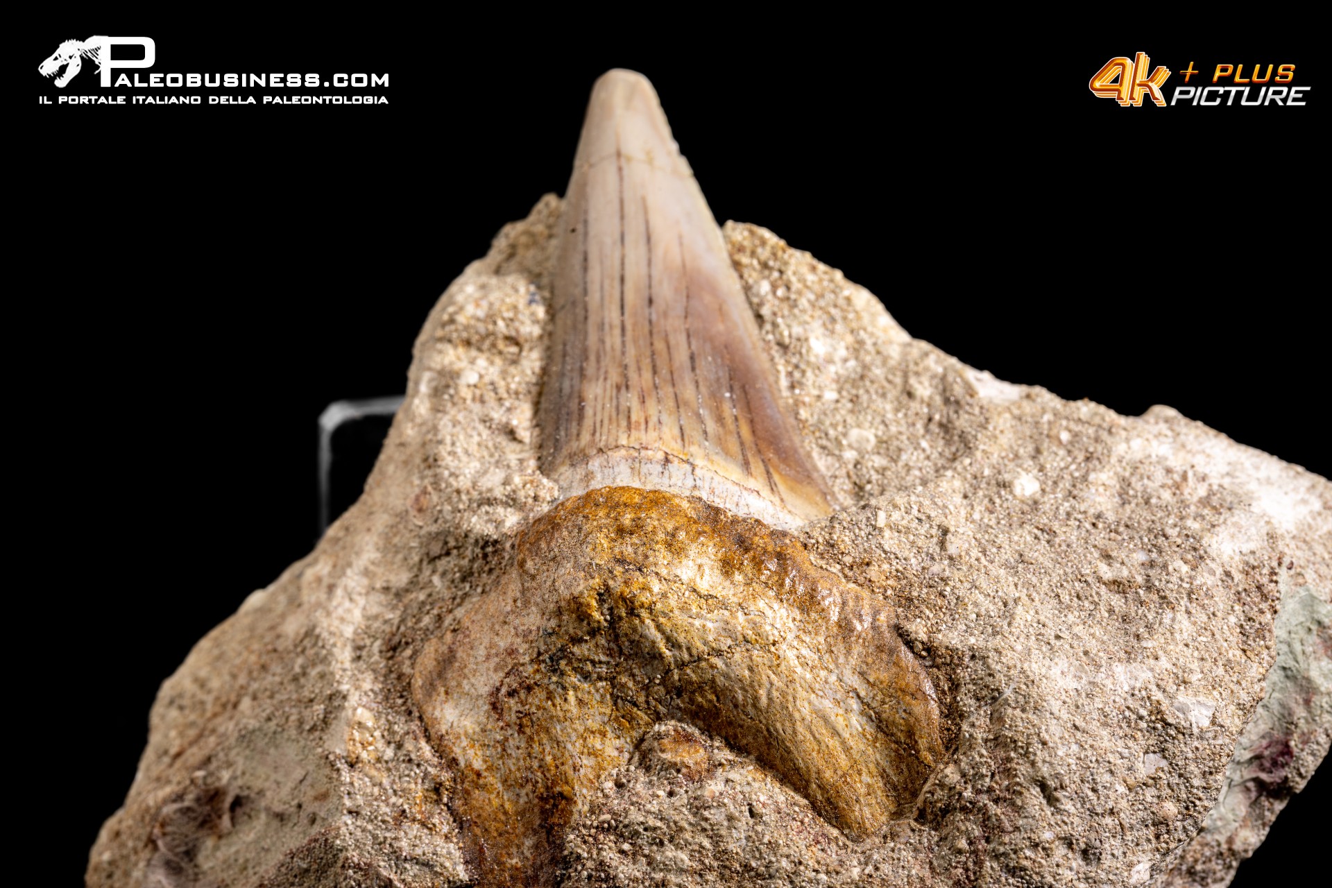 Dente fossile di Otodus Obliquus (In Matrice)