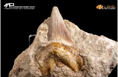 Dente fossile di Otodus Obliquus (In Matrice)