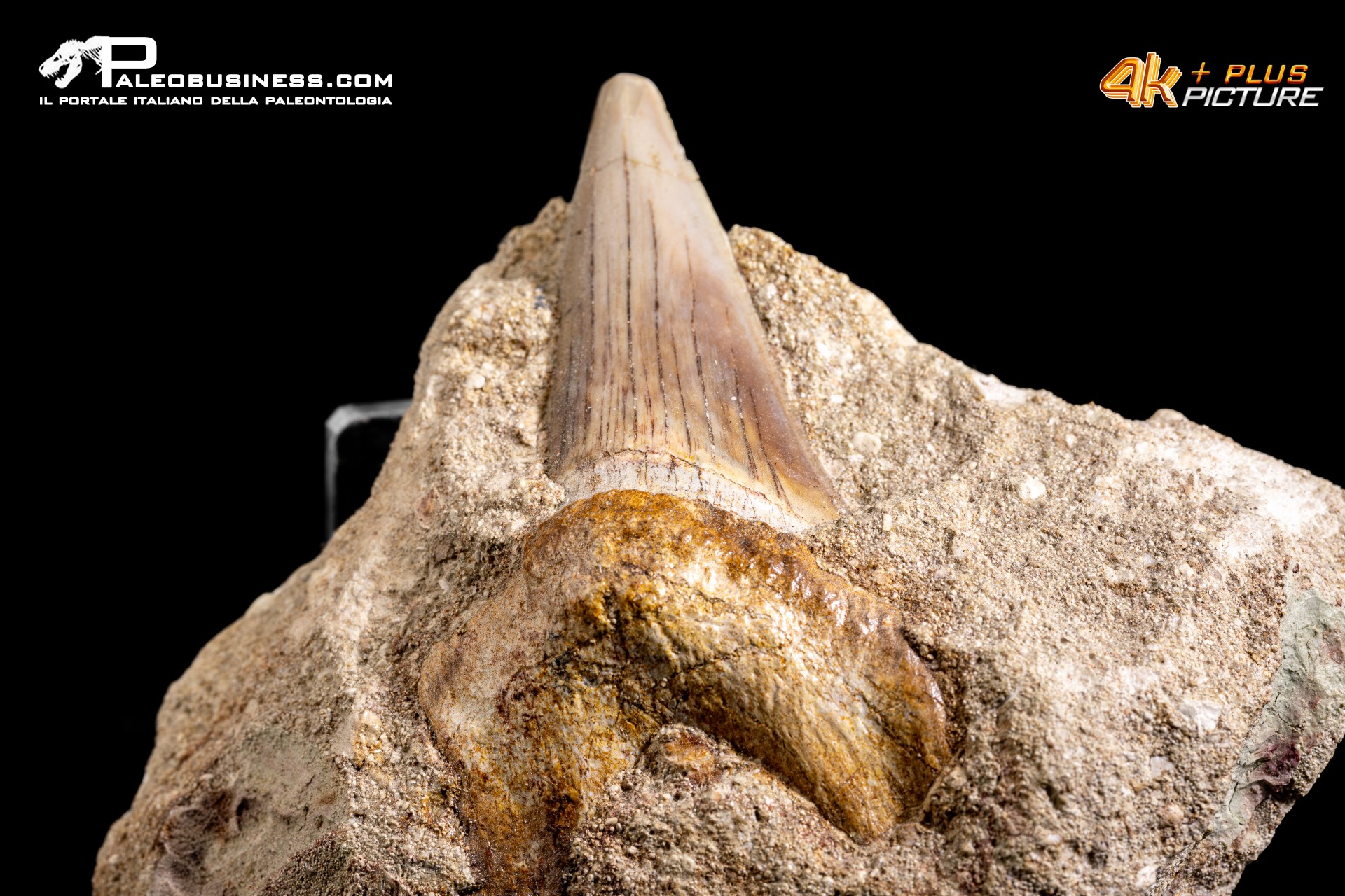 Dente fossile di Otodus Obliquus (In Matrice)