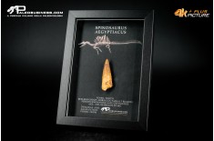Dente fossile di Spinosaurus aegyptiacus  in cornice