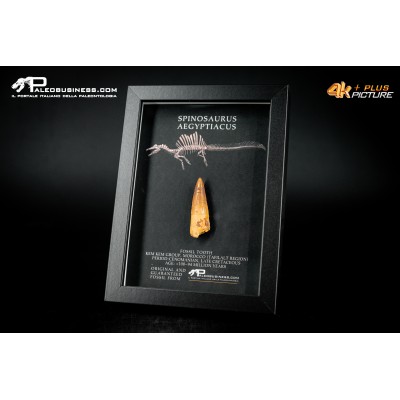 Dente fossile di Spinosaurus aegyptiacus  in cornice