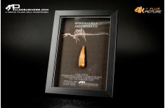 Dente fossile di Spinosaurus aegyptiacus  in cornice