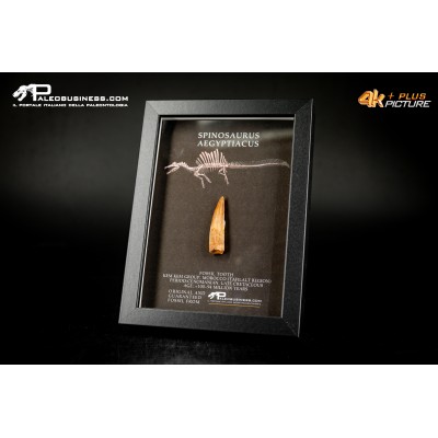 Dente fossile di Spinosaurus aegyptiacus  in cornice