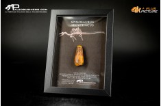 Dente fossile di Spinosaurus aegyptiacus  in cornice