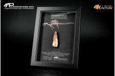 Dente fossile di Spinosaurus aegyptiacus  in cornice