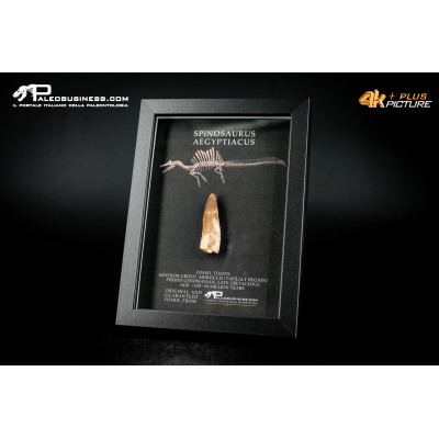 Dente fossile di Spinosaurus aegyptiacus  in cornice