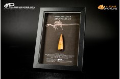 Dente fossile di Spinosaurus aegyptiacus  in cornice
