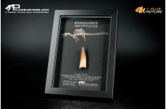 Dente fossile di Spinosaurus aegyptiacus  in cornice