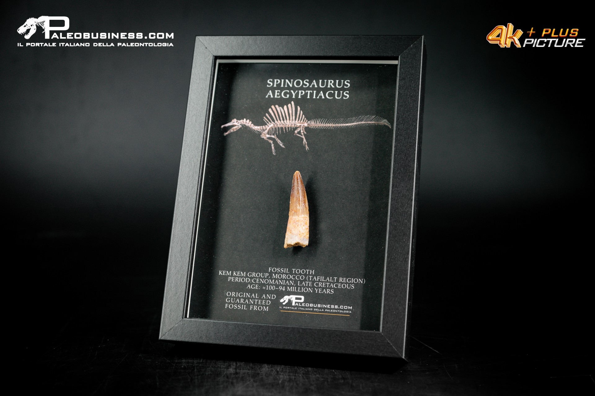 Dente fossile di Spinosaurus aegyptiacus  in cornice