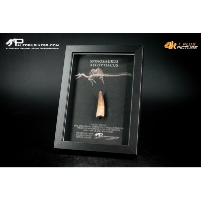 Dente fossile di Spinosaurus aegyptiacus  in cornice