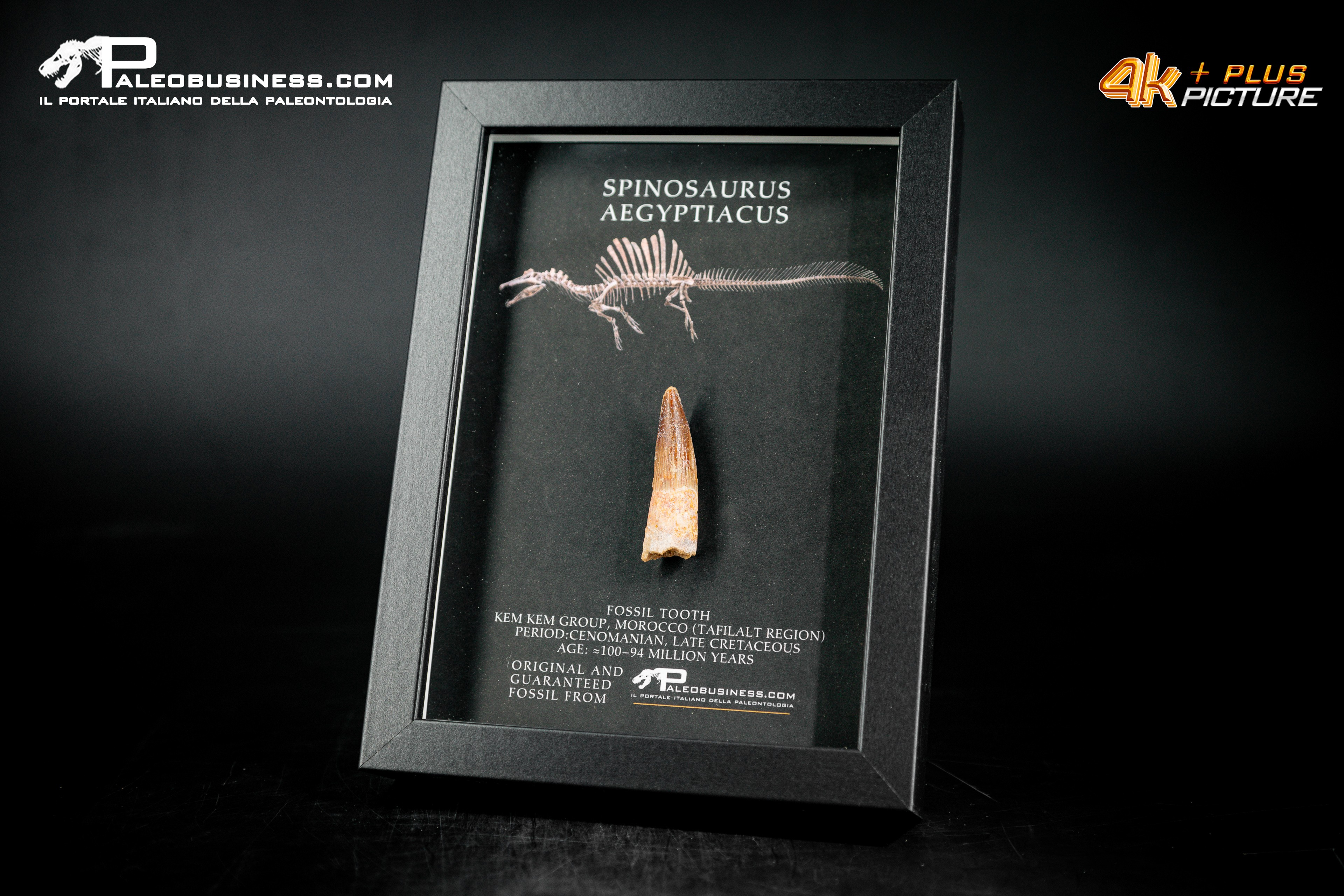 Dente fossile di Spinosaurus aegyptiacus  in cornice
