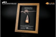 Dente fossile di Spinosaurus aegyptiacus  in cornice