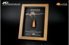 Dente fossile di Spinosaurus aegyptiacus  in cornice