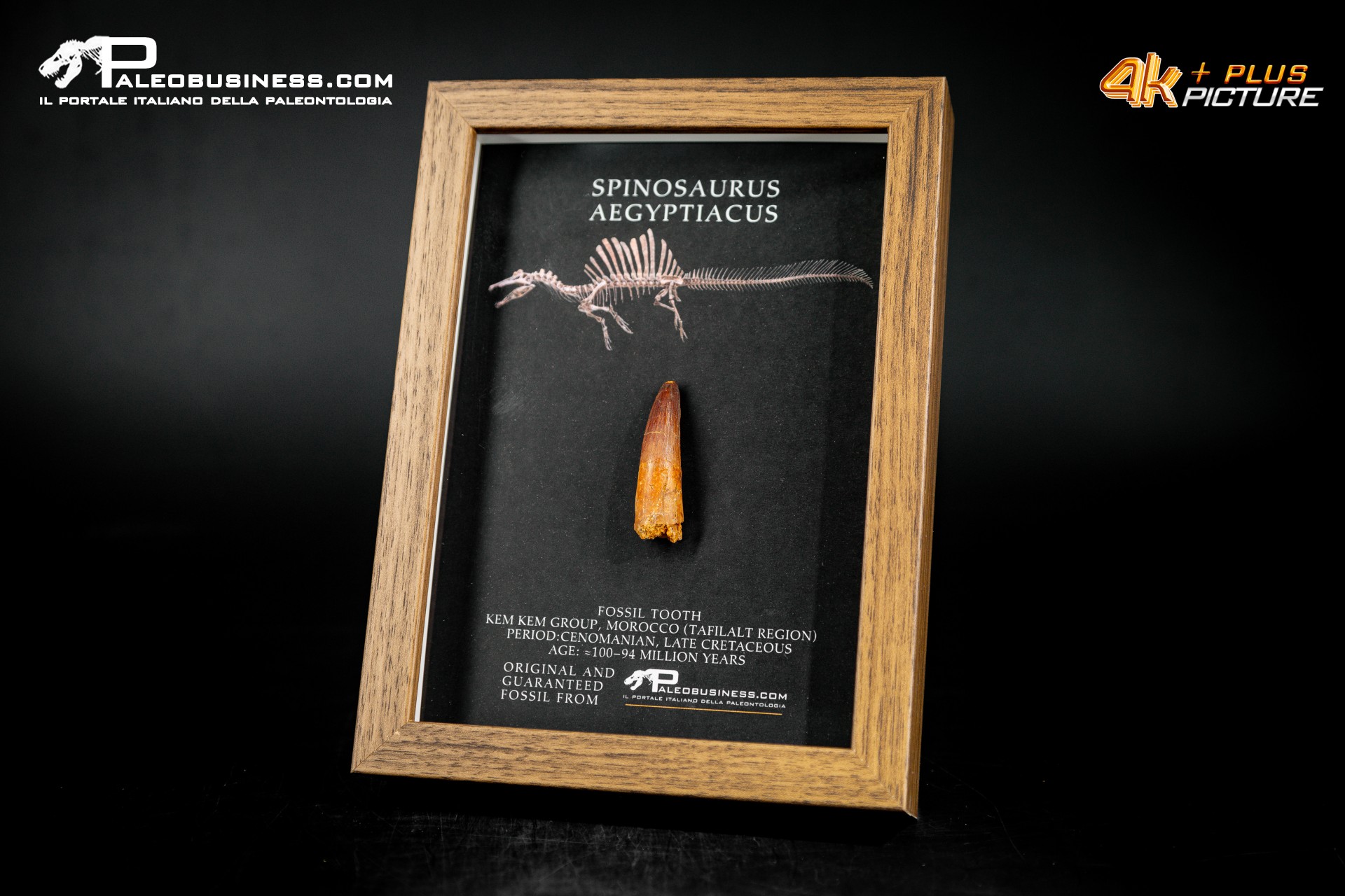 Dente fossile di Spinosaurus aegyptiacus  in cornice