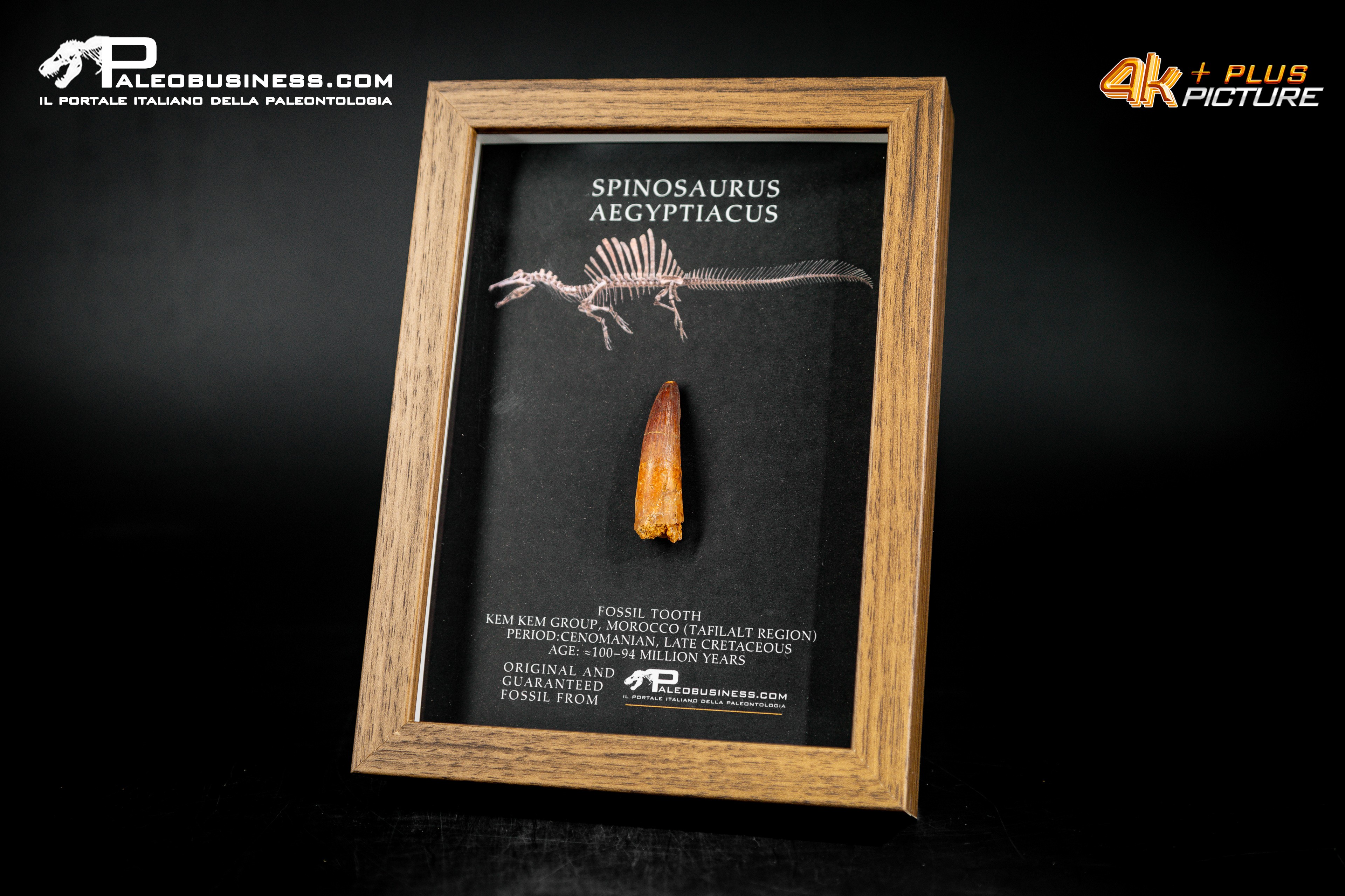 Dente fossile di Spinosaurus aegyptiacus  in cornice