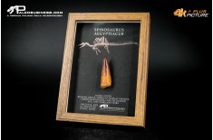 Dente fossile di Spinosaurus aegyptiacus  in cornice