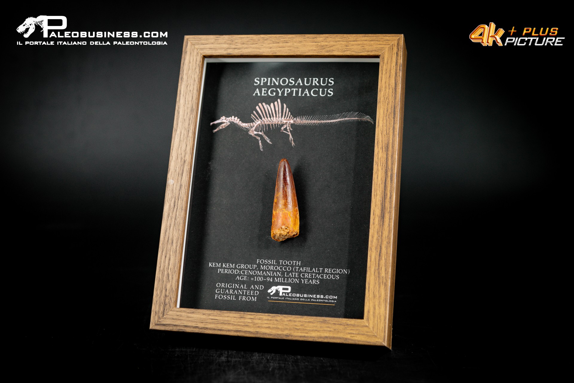 Dente fossile di Spinosaurus aegyptiacus  in cornice