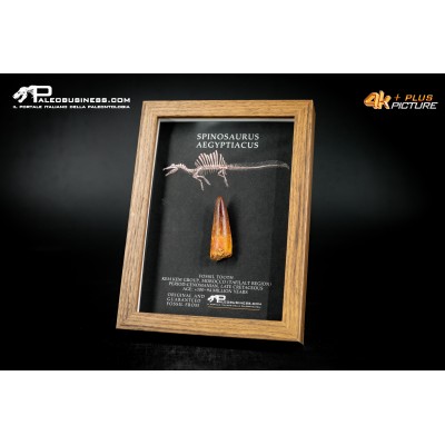 Dente fossile di Spinosaurus aegyptiacus  in cornice
