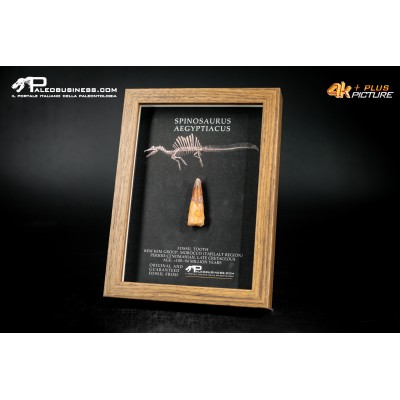 Dente fossile di Spinosaurus aegyptiacus  in cornice